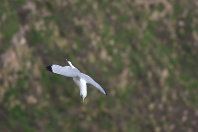Larus argentatusHerring gull flight