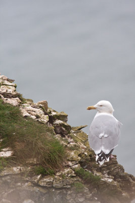 Larus argentatusHerring gull