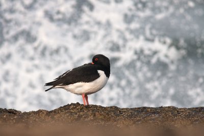 Haematopus ostralegusOystercatcher