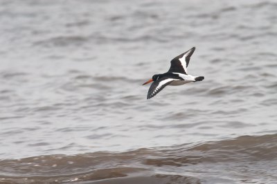 Haematopus ostralegusOystercatcher