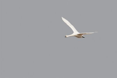 Cygnus bewickii Bewick's Swan