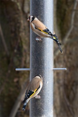 Carduelis carduelis Goldfinch