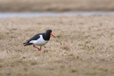 Haematopus ostralegus Oystercatcher