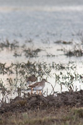 Tringa totanusRedshank