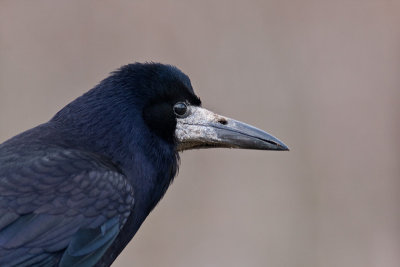 Corvus frugilegus Rook
