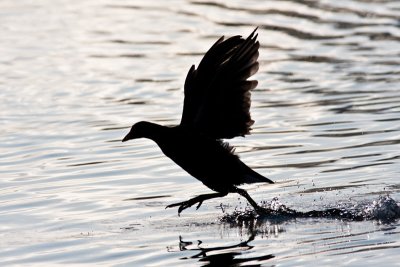 Watertakeoff