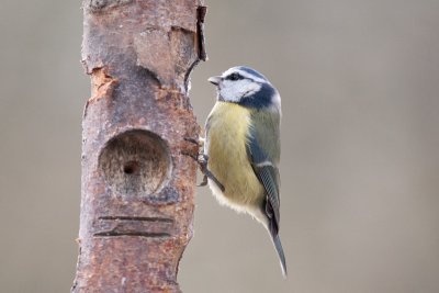 Cyanistes caeruleusBlue tit