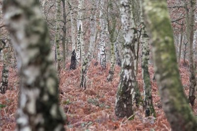 Depth of trees