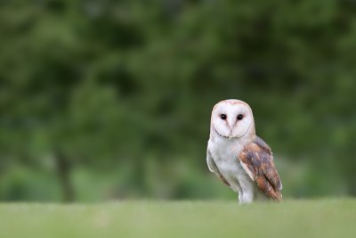 Woodside Wildlife and Falconry Park