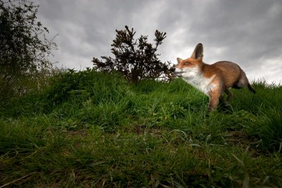Vulpes vulpesRed fox