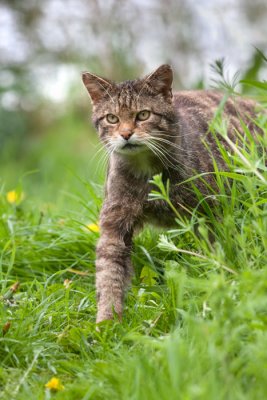 <i>Felis silvestris grampia</i><br/> Scottish wildcat