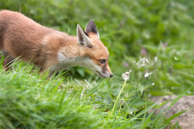 Vulpes vulpesRed fox