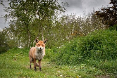 Vulpes vulpesRed fox