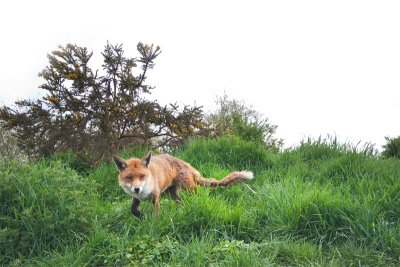 Vulpes vulpesRed fox