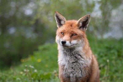 Vulpes vulpesRed fox