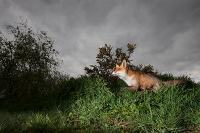 Vulpes vulpesRed fox