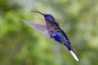 Campylopterus hemileucurusViolet Sabrewing