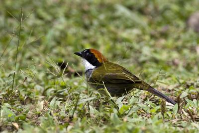 Buarremon brunneinuchusChestnut-capped Brush-Finch