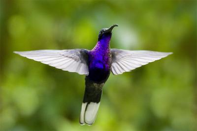 Campylopterus hemileucurusViolet Sabrewing