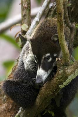 Nasua naricaWhite-nosed Coati