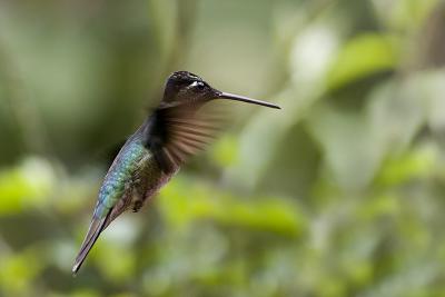 Unidentified Hummingbird