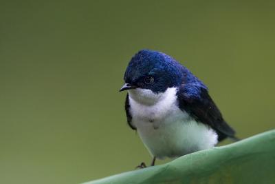 Notiochelidon cyanoleucaBlue-and-white Swallow