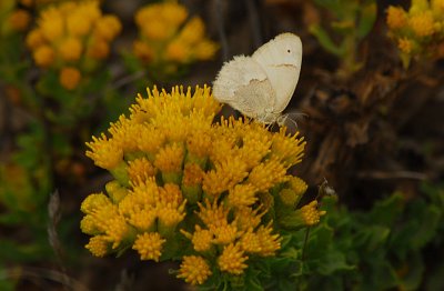 Butterfly - Nikon D200.jpg