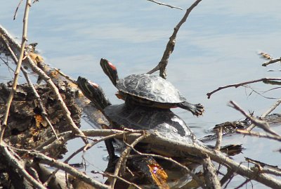 Piggy Backed Turtles - Nikon D200.jpg