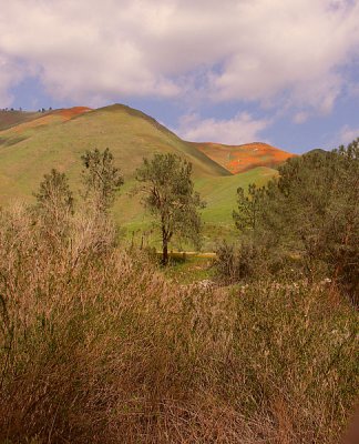 Kern Canyon Poppies.jpg - Nikon D200