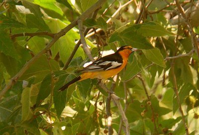 Bullocks Oriole - KMinolta A200.jpg