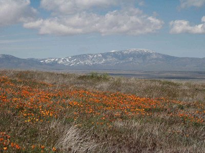 Antelope Valley Poppy Field in Calif - Minolta 7HI.jpg