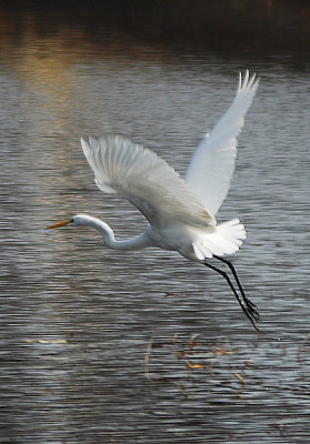 Egret in Flight - Nikon D200.jpg