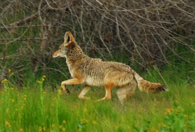Coyote - Nikon D200.jpg