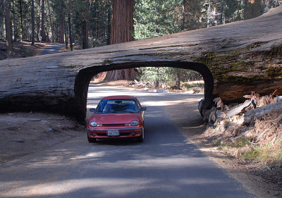Tunnel Tree Sequoia Park - Nikon D200.jpg