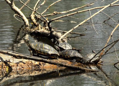 Turtles - Nikon D200.jpg