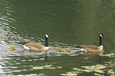 Canadian Geese and Gosslings 2010 - Nikon D200.jpg
