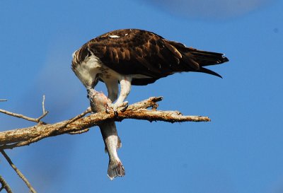 Osprey Eating Fish - Nikon D200.jpg