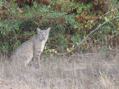 Bobcat - KMinolta A200.jpg