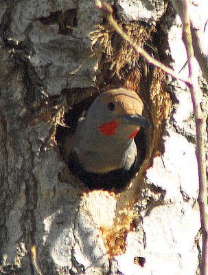 Nesting Flicker (Woodpecker) - Nikon D200.jpg