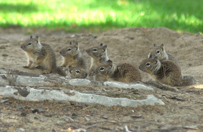 Young Ground Squirrels - Nikon D200.jpg