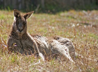 Old Man Grey Kangaroo