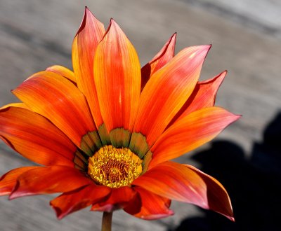 Gazania