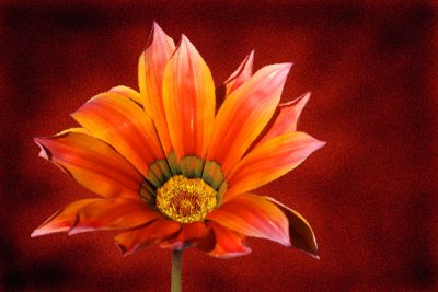 Gazania 2