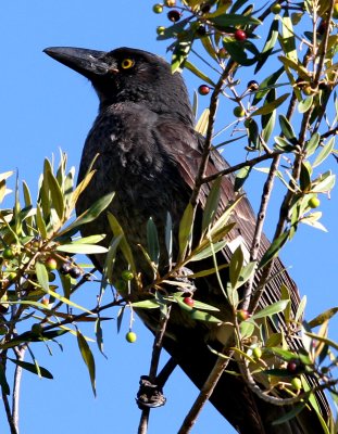 Currawong