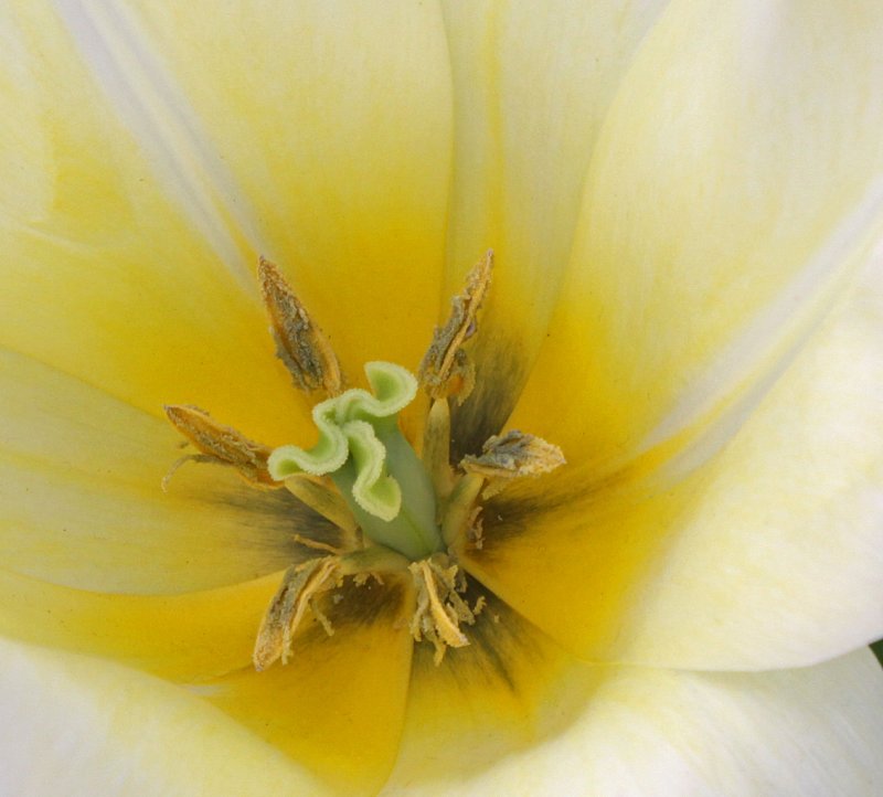 tulip centre vanilla cream.jpg