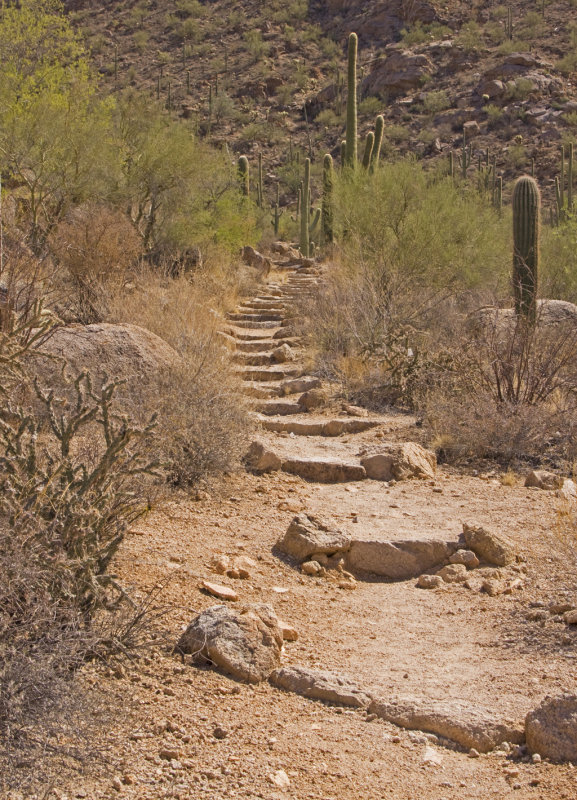 desert track.jpg