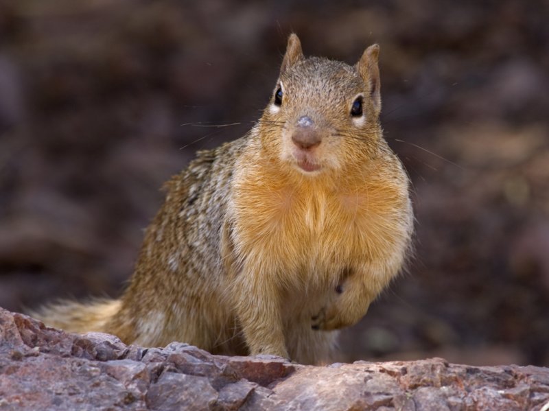 rock squirrel 2.jpg