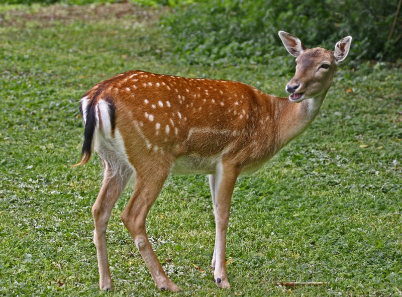 fallow deer 4.jpg