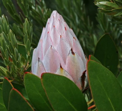 Protea cynaroides bud.jpg
