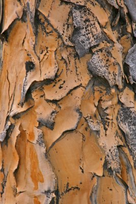 kokerboom bark.jpg